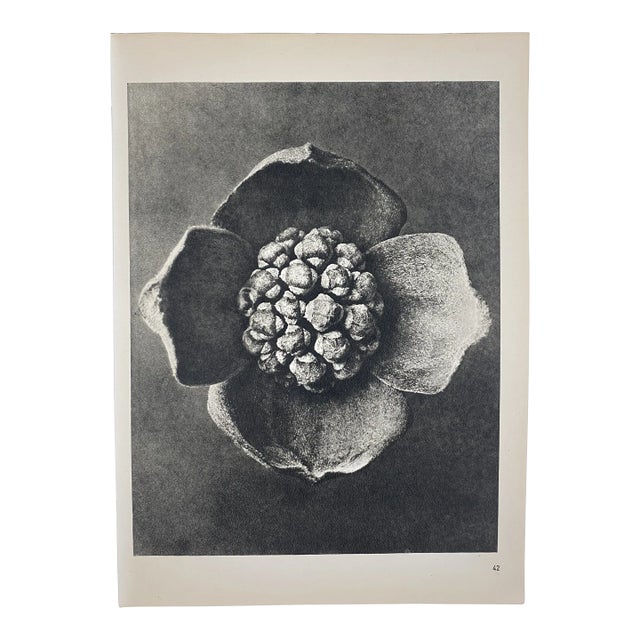 1940s Botanical Blossfeldt Print - No. 42 For Sale