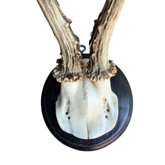 Cabin Roe Deer Trophy 203 Black Forest Antlers Mount For Sale - Image 3 of 5