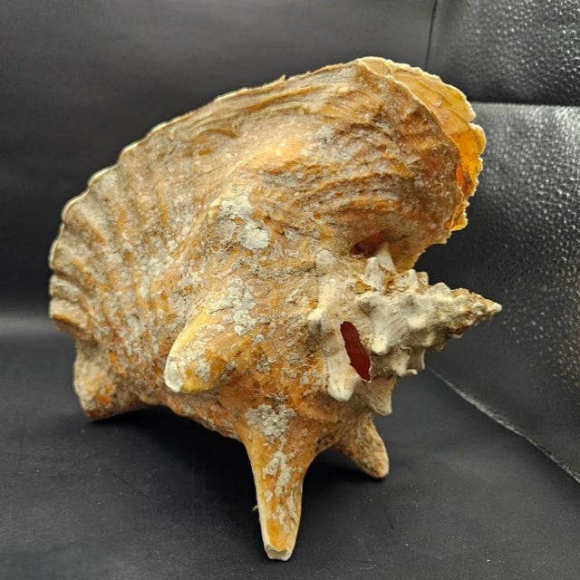 Brown Vintage Australian Large Conch Shell W Peiostracum 8" X 7.5 Inches X 5 Inches For Sale - Image 8 of 8