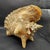 Brown Vintage Australian Large Conch Shell W Peiostracum 8" X 7.5 Inches X 5 Inches For Sale - Image 8 of 8