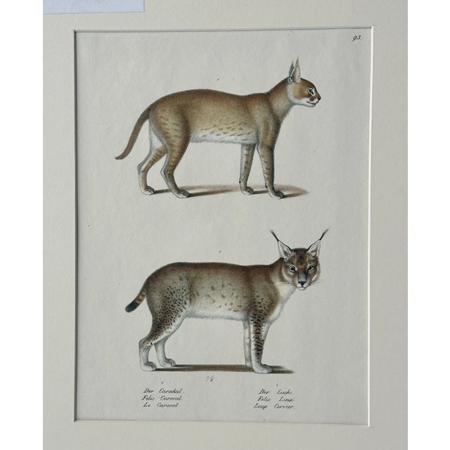 Traditional Lynx & Caracal Cats Original Hand Colored Lithograph by Schinz, 1824 For Sale - Image 3 of 4