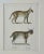 Traditional Lynx & Caracal Cats Original Hand Colored Lithograph by Schinz, 1824 For Sale - Image 3 of 4