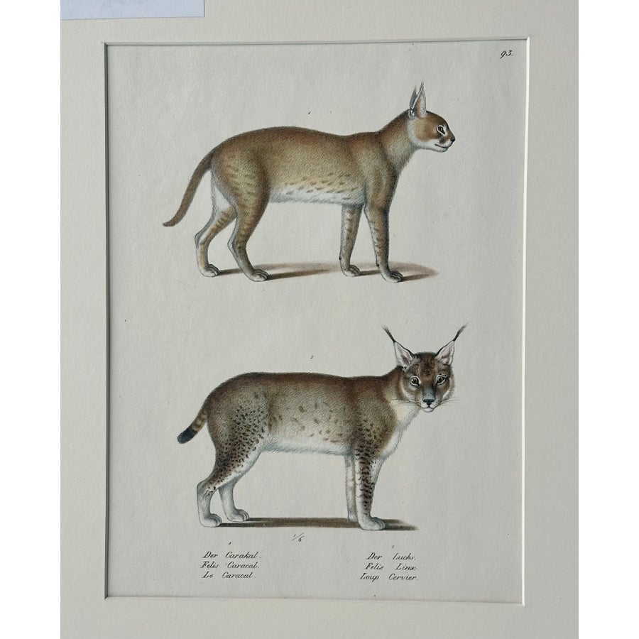 lynx-and-caracal-cats-original