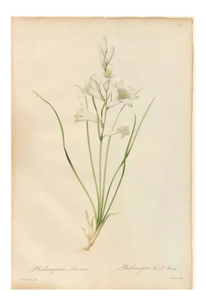 Phalangium Liliastrum Hand Painted Colored Engraving Signed p.j. Redoute