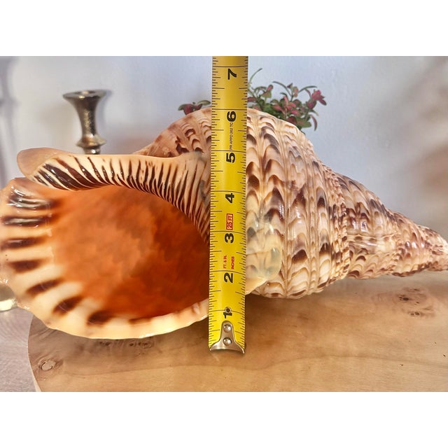 Mid 20th Century Mid 20th Century Rare 14” Giant Triton Trumpet Natural SeaShell For Sale - Image 5 of 9