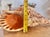 Mid 20th Century Mid 20th Century Rare 14” Giant Triton Trumpet Natural SeaShell For Sale - Image 5 of 9