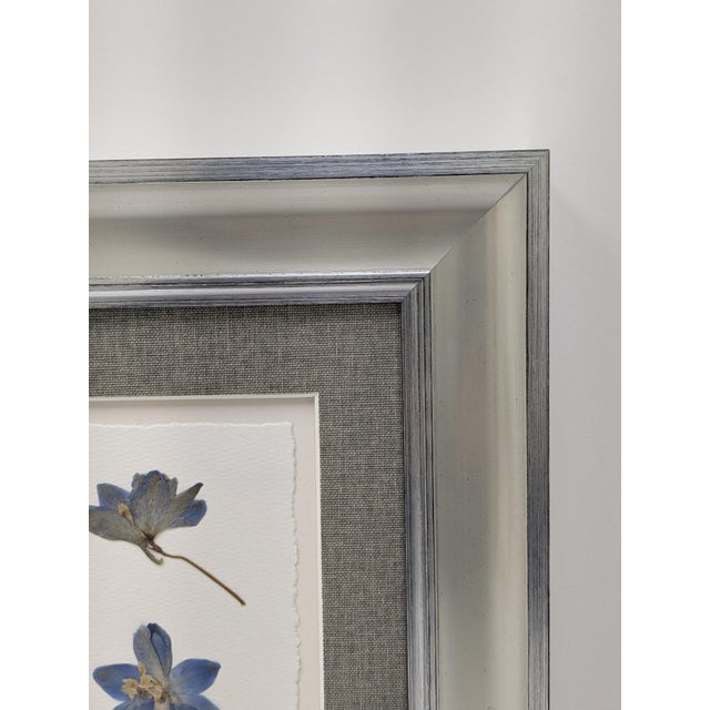 Blue Framed Pair of Pressed Blue Delphinium Flowers For Sale - Image 8 of 9