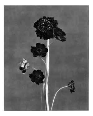 Black Blooms - Analogue Black and White Floral Photography, Limited Edition 5 2024