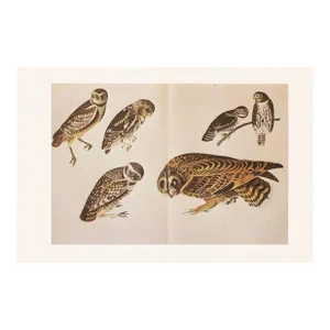 1966 XL Cottage Print of Owls After John J. Audubon