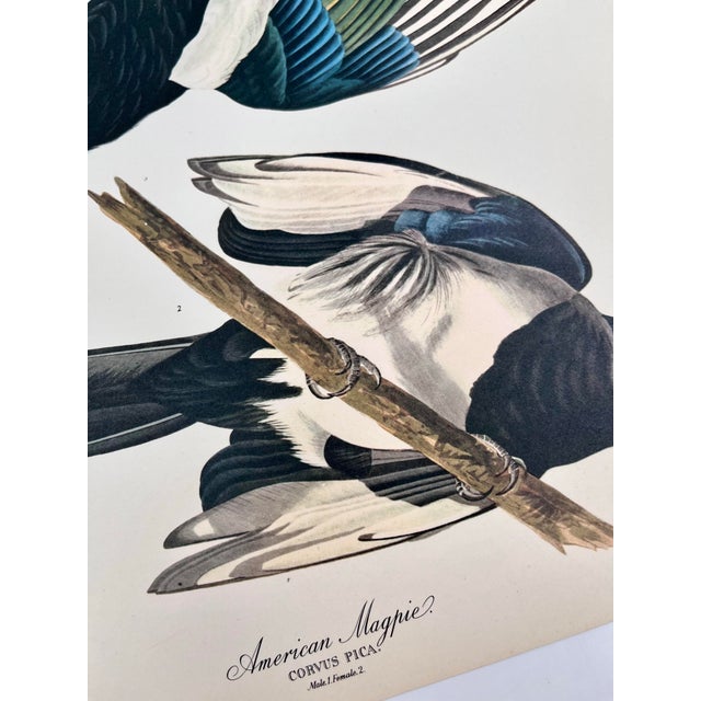American 1964 Audubon Folio Lithograph Great Bird Paintings – “American Magpie” 17x14 For Sale - Image 3 of 7