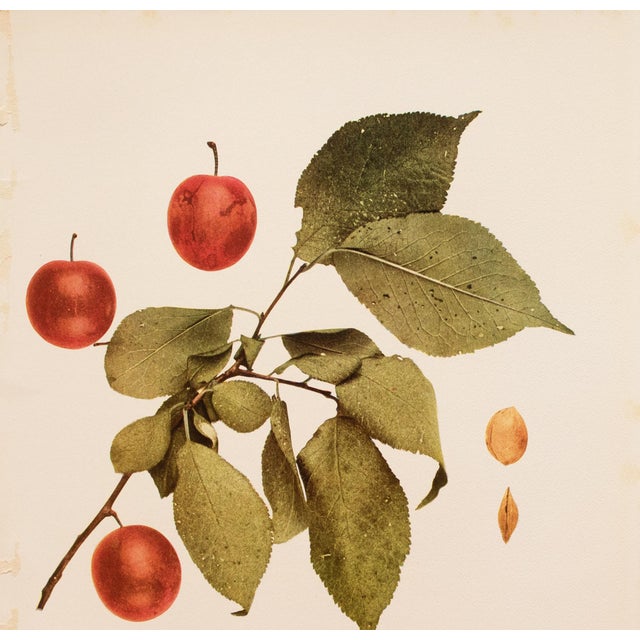 Farmhouse 1900s U. P. Hedrick, Original Antique Photogravure of Cheney Plums For Sale - Image 3 of 7