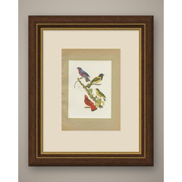 Tanagers and cotingas print after Descourtilz, dated 1944 and issued as Estampa 29 of the Ornitologia Brasileira, a colour...