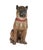 Victorian Life-Size Austrian Terracotta Pug Dog With Glass Eyes, 19th Century For Sale - Image 3 of 16