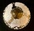 1990s Mikasa Winter Rose Console Bowl For Sale - Image 11 of 12