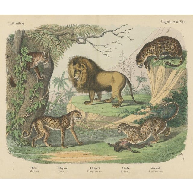 Antique Lion, Jaguar, Leopard and Cheetah Print by Kolb, 1890 For Sale - Image 12 of 12
