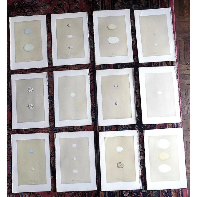 Authentic Antique 19th Century Hand Colored Egg Lithographs - Set of 12 For Sale - Image 9 of 9