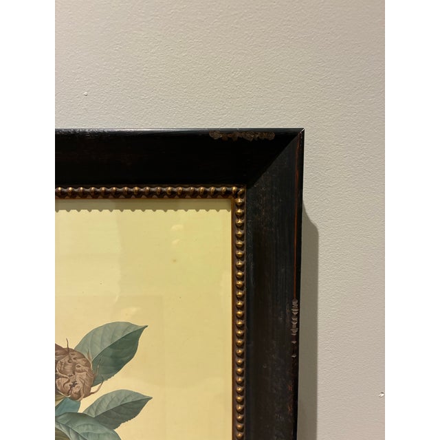 Vintage French Nèfle De Correa Botanical Fruit Print in Distressed Black & Gold Frame For Sale - Image 4 of 5