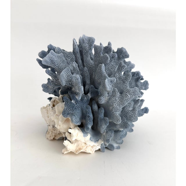 Natural Blue Coral Specimen For Sale In Los Angeles - Image 6 of 7