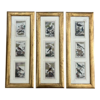 Antique Italian 1820 Original First Edition Bird Engravings- Set of Three For Sale