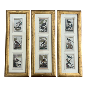 Antique Italian 1820 Original First Edition Bird Engravings- Set of Three