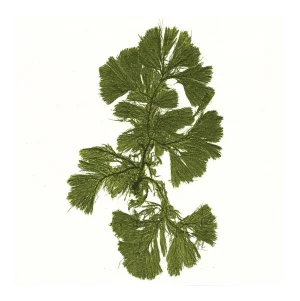 Bradbury Seaweeds 09, Unframed Artwork