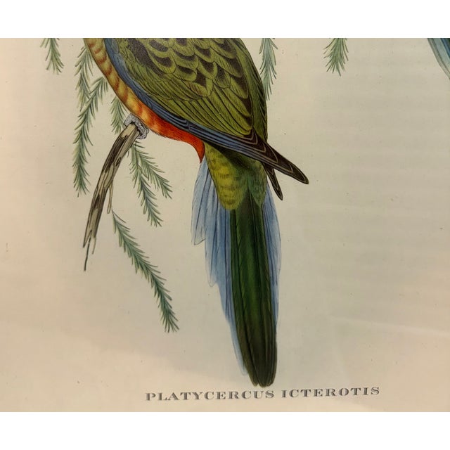 John Gould Original 1848 “Platycercus Icterotis” Hand-Colored Bird Lithograph For Sale In Phoenix - Image 6 of 9