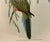 John Gould Original 1848 “Platycercus Icterotis” Hand-Colored Bird Lithograph For Sale In Phoenix - Image 6 of 9