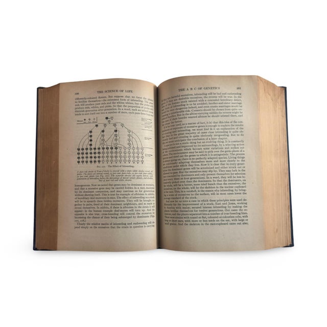 Illustration 1930s the Science of Life by Hg Wells, Huxley & Wells, Deep Blue Clothbound Classic With Illustrations For Sale - Image 3 of 9