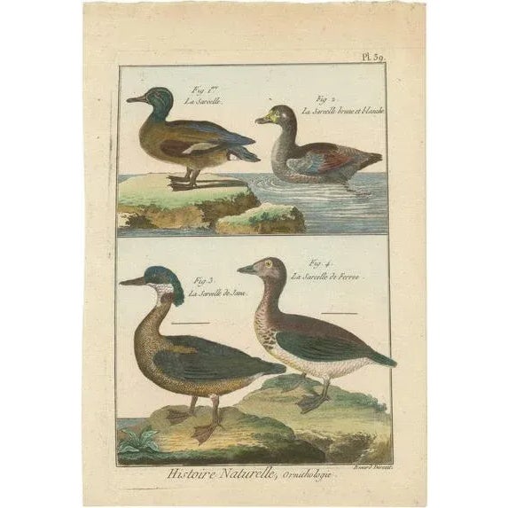 Teals, 1792, Hand-Colored Copper Engravings, Set of 4 For Sale - Image 6 of 6