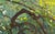 Komorebi by Brad Davis | Oil on Panel Depiction of sunlight filtering through tree branches For Sale