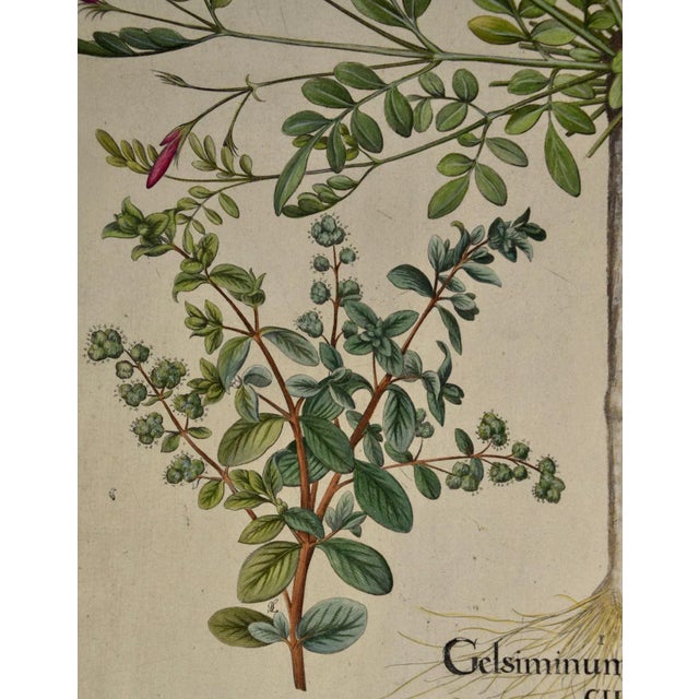 18th Century Flowering Jasmine and Laurel Plants: A Besler Hand-Colored Botanical Engraving, 1713 For Sale - Image 5 of 8
