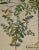 18th Century Flowering Jasmine and Laurel Plants: A Besler Hand-Colored Botanical Engraving, 1713 For Sale - Image 5 of 8