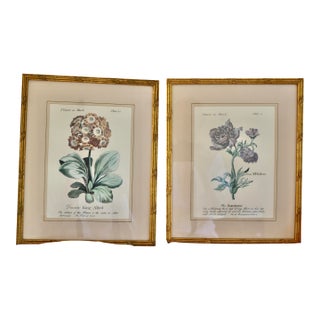 Vintage Botanical Prints in Italian Gilt Gold Leaf Frames - A Pair For Sale