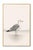 Elegant coastal artwork featuring a seagull standing in shallow shoreline water, rendered with soft feather detail and a...