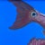Coastal Original Contemporary Fish Oil Painting on Canvas, Signed, Framed For Sale - Image 3 of 9