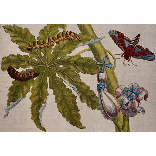 Realism Papaya and Moth Metamorphosis: 18th C. Hand-colored Engraving by Maria Merian, 1730 For Sale - Image 3 of 4