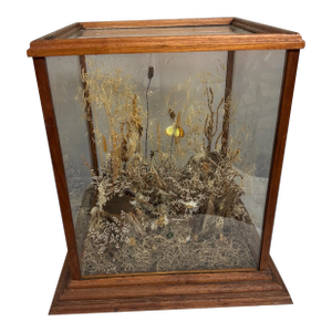 Vintage Country Store Display Case Naturalistic Diorama Field With Butterfly