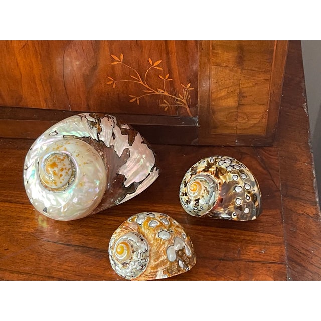 1970s Fabulous Vintage Polished Turbo Shells Coastal Decor- Set of 3 For Sale - Image 5 of 5