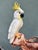 Figurative Vintage Italian Majolica Ceramic Cockatoo Bird Planter Cachepot — Tropical Hollywood Regency For Sale - Image 3 of 9