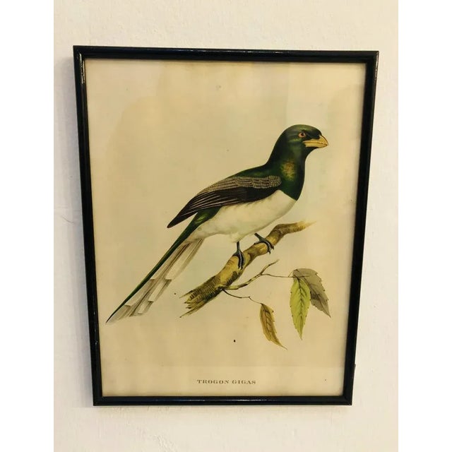 John Gould, Birds of Australia, 1800s, Lithograph, Framed For Sale - Image 6 of 7