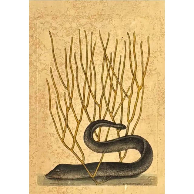 Mark Catesby Engraving, "Black Murrey" Moray Eel, Framed For Sale In Tampa - Image 6 of 9