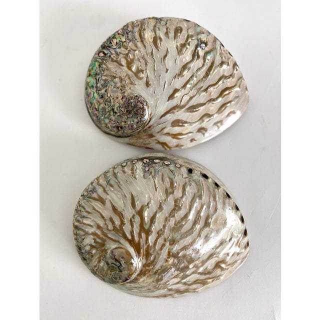 Rare Polished Pale Pink Abalone Shell For Sale In Los Angeles - Image 6 of 7