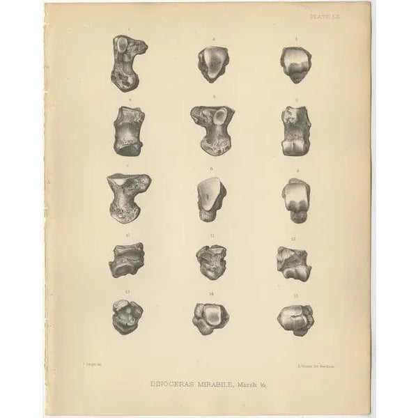 Marsh, Paleontology Illustrations of a Dinoceras Mirabile, 1886, Prints, Set of 3 For Sale - Image 4 of 5