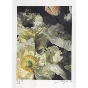 White Poppies, Jonathan Singer, Photography