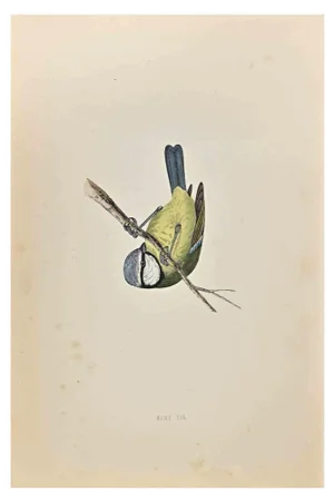 Alexander Francis Lydon, Blue Tit, Woodcut Print, 1870