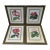 Set of 4 Original 19th-Century L’Illustration Horticole Botanical Chromolithographs by P. De Pannemaecker For Sale