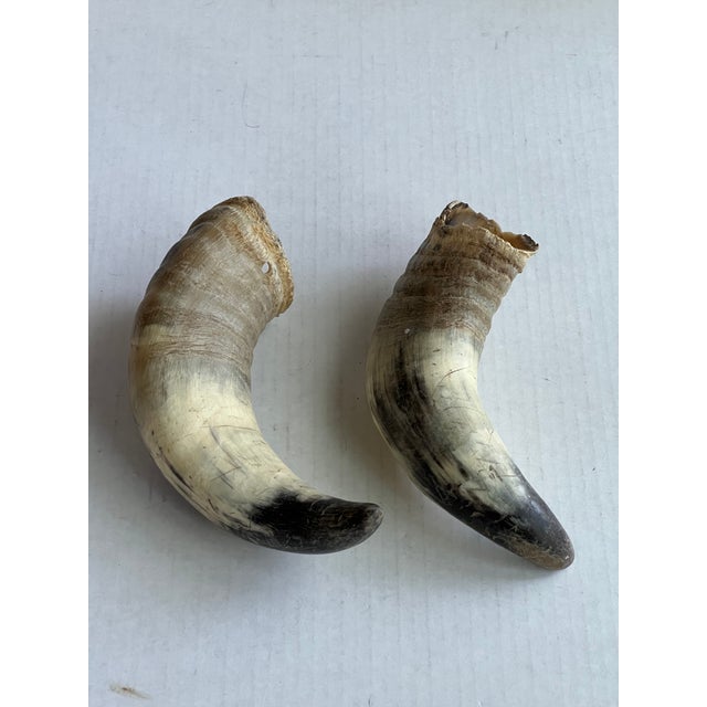 1980s Deocrative Vintage Horns For Sale - Image 5 of 5