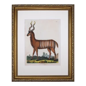 19th Century Antique Hand Colored Engraving of a Striped Antelope