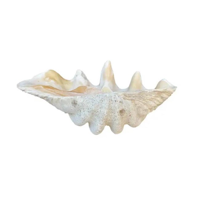 Shell Large Natural South Pacific Tridacna Gigas Giant Clam Shell Specimen For Sale - Image 7 of 10