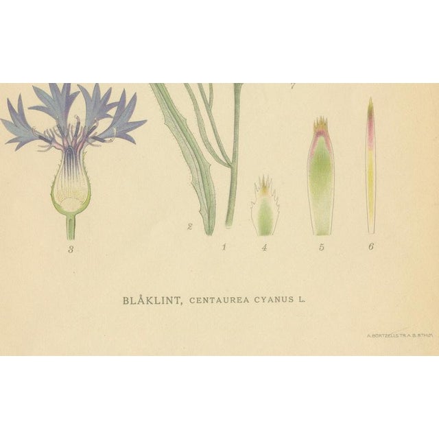 Carl Lindman, Cornflower Botanical Study, Centaurea Cyanus, 1905, Paper For Sale - Image 6 of 9